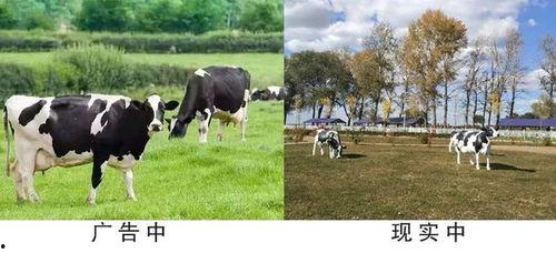 国产奶粉最新爆料消息,品质升级,安全再升级,揭秘行业新动向 第2张 国产奶粉最新爆料消息,品质升级,安全再升级,揭秘行业新动向 第2张